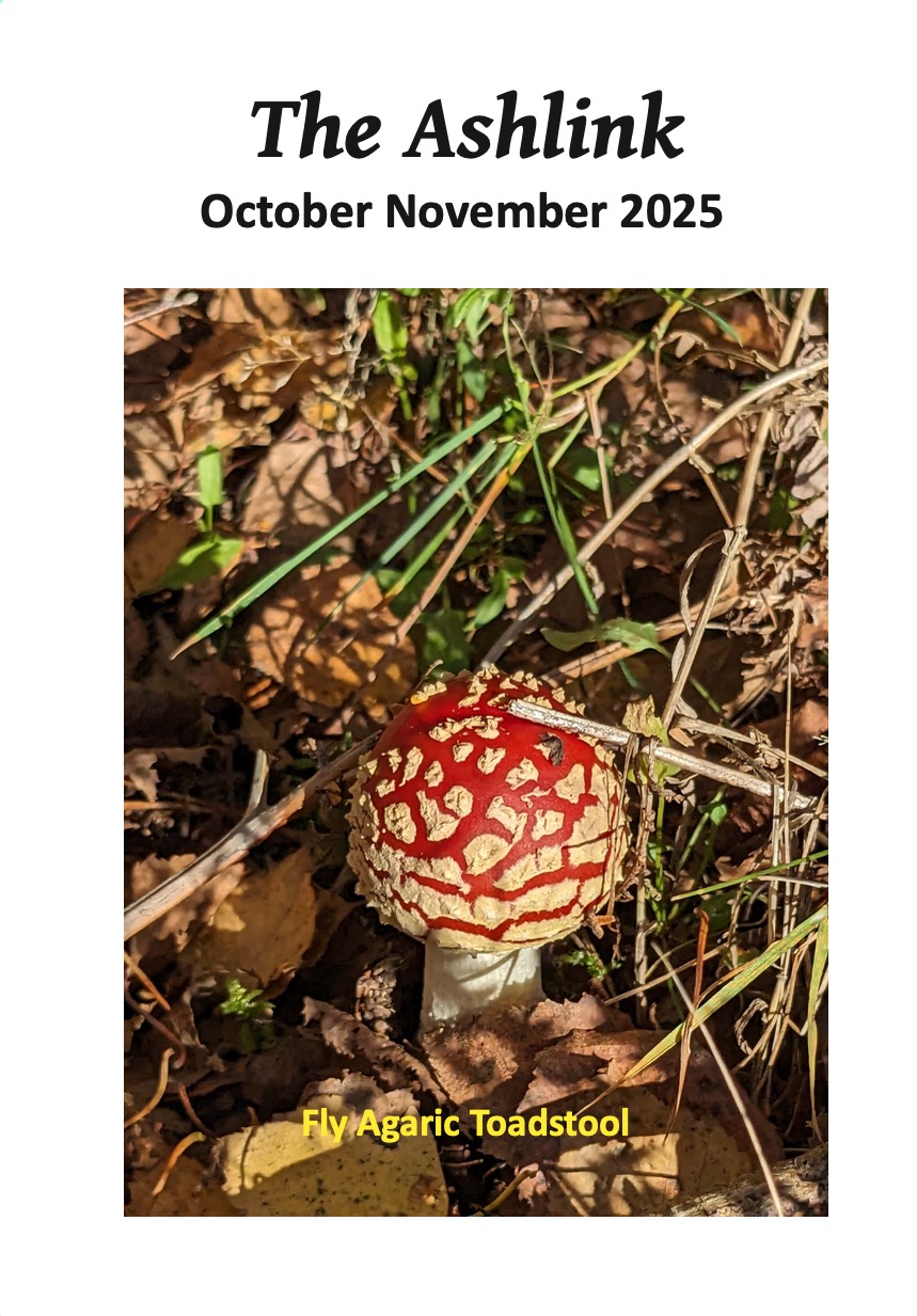 Ashlink - Oct/Nov 2025